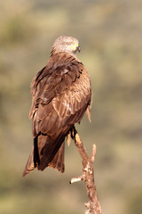 Black kite. Milvus migrans
