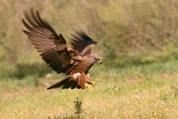 Black kite. Milvus migrans