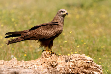 Black kite. Milvus migrans