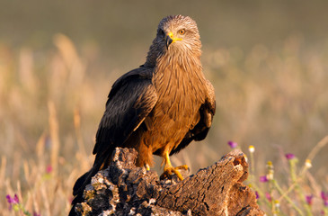 Black kite. Milvus migrans