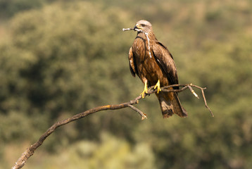 Black kite. Milvus migrans
