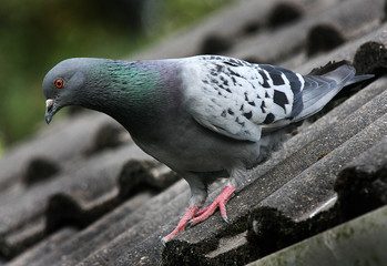 Feral pigeon.
