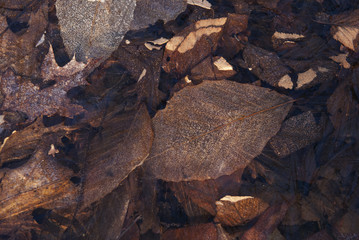 Obraz premium Leaves Under Ice
