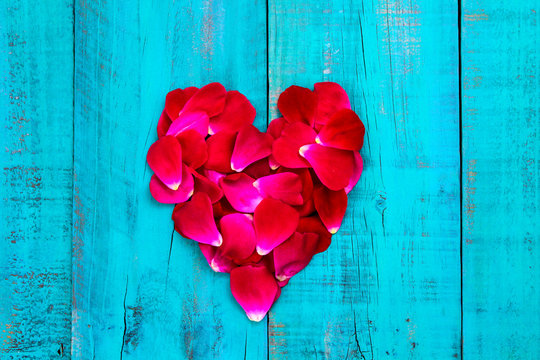 Rose petals in shape of heart on teal blue wood background