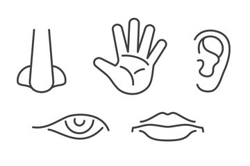 Five senses vector icons set isolated white