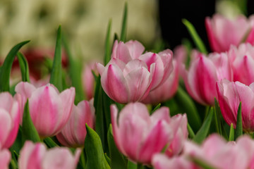 Beautiful  pink tulips blooming in the garden