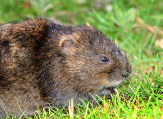 The European water vole or northern water vole, Arvicola amphibius, is a semiaquatic rodent.