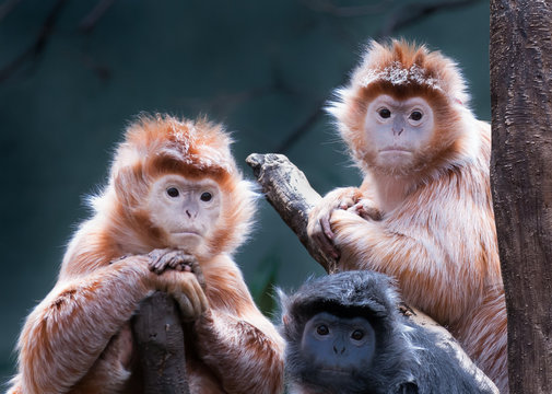 Monkeys