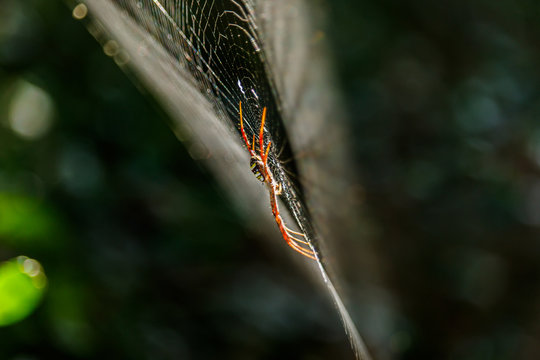 Spiders(Argiope versicolor)-Spiders on webs.