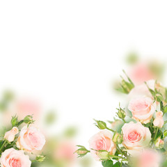 Pink blooming fresh roses with buds posy frame over white background