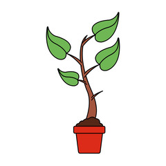 plant on a pot over white background. colorful design. vector illustration