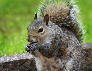 Sciurus carolinensis, common name eastern gray squirrel or grey squirrel depending on region, is a tree squirrel in the genus Sciurus. It is native to eastern North America,.
