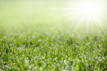 Fototapeta na wymiar Ein taubedecktes junges Kornfeld liegt im strahlenden Sonnenschein