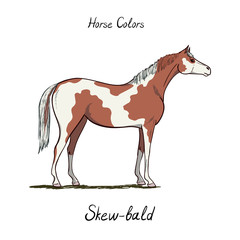 Skew bald horse color chart on white.  Equine coat colors with text. Equestrian scheme. Type of horse. Vector hand drawn cartoon illustration. 