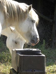 cavallo © paolo
