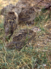 Young Pheasants in breeding pen with plastic beak clips to prevent damage and pecking.