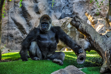 Majestic, pensive gorilla © Tomasz Czajkowski