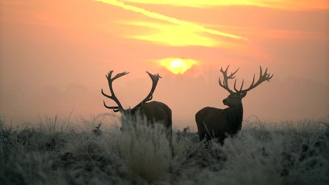 Red deer in the morning sun