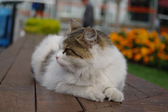 kedi 