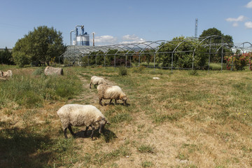 Fototapeta premium sheeps grazing