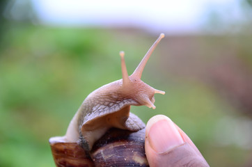 escargot