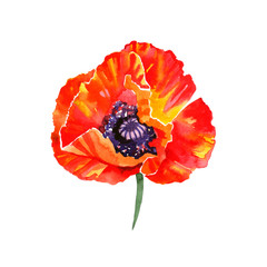 Watercolor illustration of poppy flowers. Perfect for greeting cards or invitations