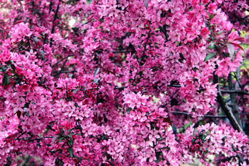 Pink Flowers Blossom