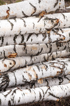 freshly sawn birch logs in the forest