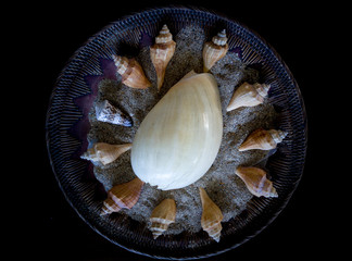 Seashell Collections in Bali, Indonesia