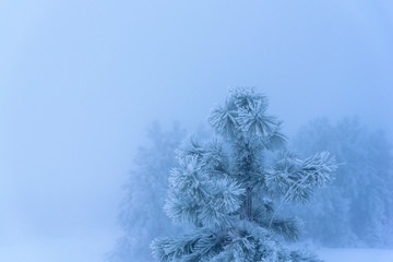 Snow-covered pine in the foggy background. Russia, Stary Krym.