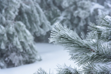 The branch of a Christmas tree in focus with a blurred background. Russia, Stary Krym.