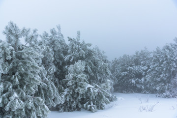 Mysterious snowy pine foggy forest. Russia, Stary Krym.