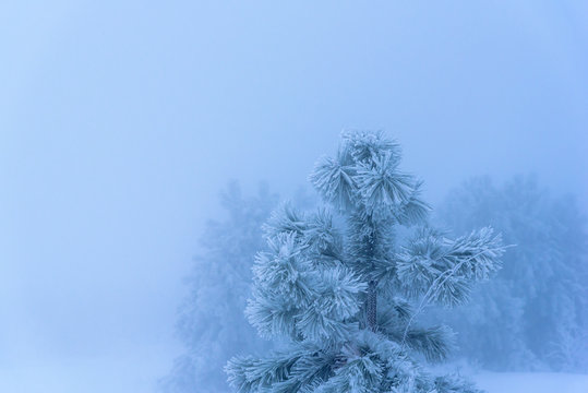 Snow-covered pine in the foggy background. Russia, Stary Krym.