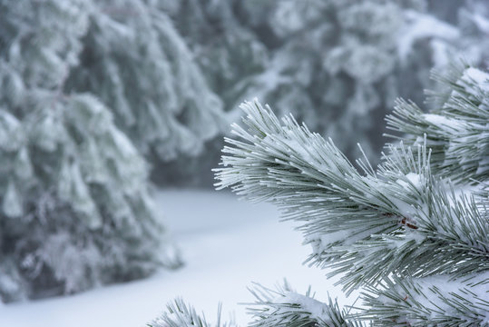The branch of a Christmas tree in focus with a blurred background. Russia, Stary Krym.