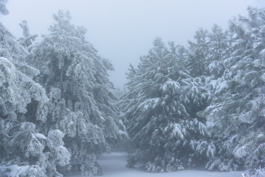 Entrance to the snowy forest pine thicket. Russia, Stary Krym.