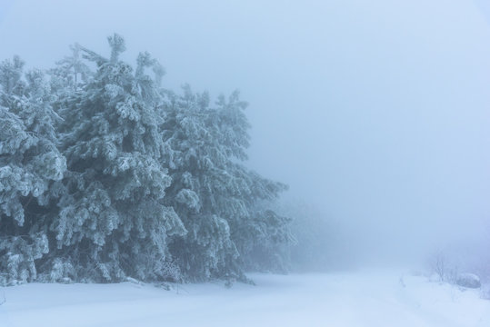 Snow-covered pine forest disappears in the fog. Russia, Stary Krym.