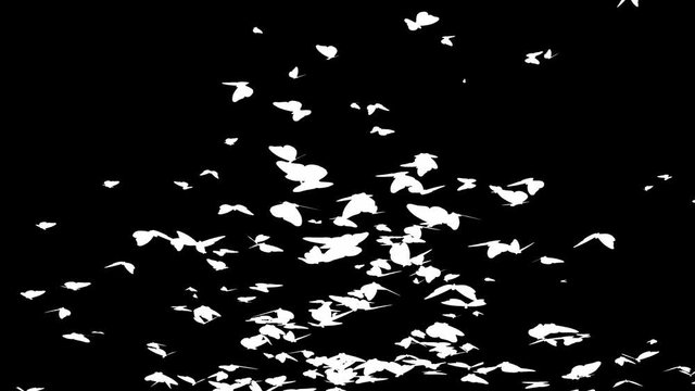 Flying butterflies large group of butterflies alpha