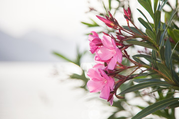 A blooming flowers oleander is on the light background of sea and mountains.