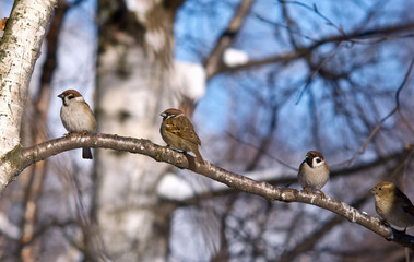 Birds on a branch. The spring sun.