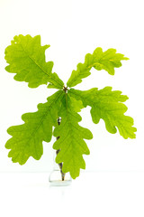 Eichenblätter / Zweig