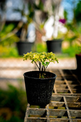 Small tree leaves in pot