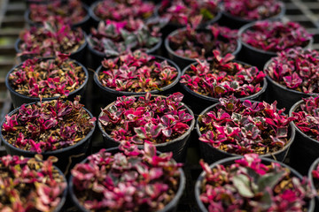 Red Tree in platic pots  farms