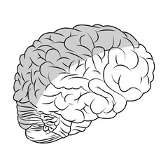 human brain icon over white background. vector illustration