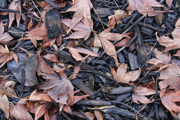 Dried Leaves in Mulch