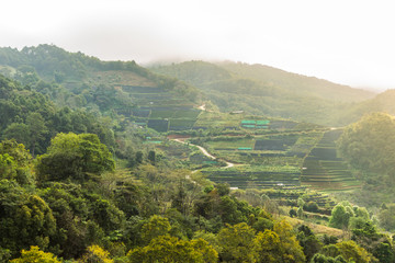 View of green fields in Chiang Mai, Thailand