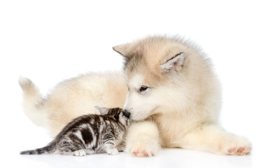 Puppy sniffing kitten. isolated on white background