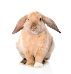 Lop-eared rabbit in front view. isolated on white background
