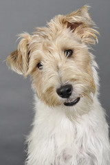 fox terrier