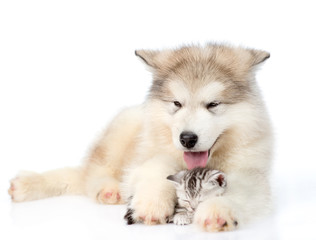 puppy hugs sleepy kitten. isolated on white background