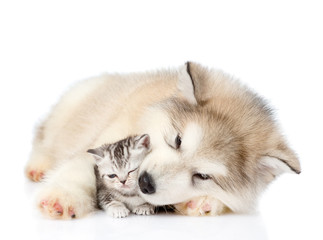 Obraz premium Alaskan malamute puppy playing with tiny kitten. isolated on white 